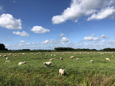 弗里斯兰尼斯周围的羊群图片