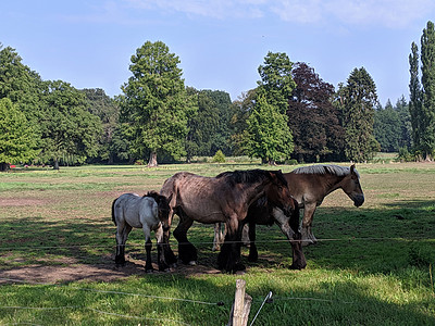 迪彭海尼温胡伊斯庄园周围的马匹图片