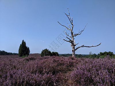 莱梅勒堡的鲜花女蓝天场地森林紫色草原地面树干荒野小路农村图片