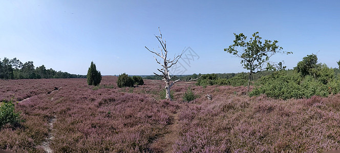 莱梅勒堡的鲜花女农村树干紫色森林小路草原荒野地面场地蓝天图片