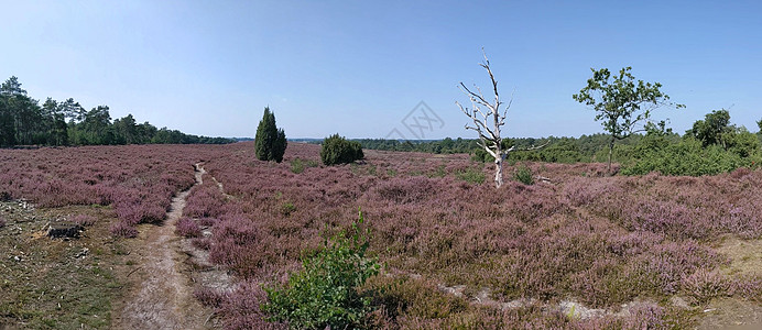 莱梅勒堡的鲜花女全景场地紫色小路树干荒野地面草原农村森林图片