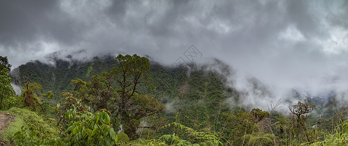 秘鲁的云林 全景观情调多样性冒险植物全景场景摄影丛林公园荒野图片