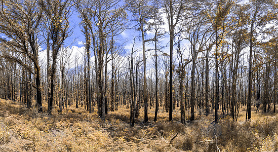 澳大利亚区域国家公园野火后森林再生衬套环境大火蓝色土地灌木丛荒野树叶植物丛林图片