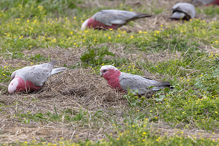 Galahs 田地上为粮食而寻找食物的Galahs鸟类翅膀饲料粉色灰色白色地面荒野绿色动物群图片