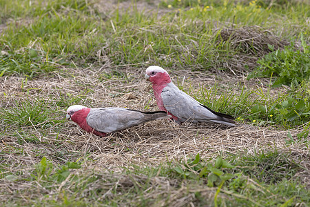 Galahs 田地上为粮食而寻找食物的Galahs荒野地面动物群灰色翅膀粉色白色羽毛绿色野生动物图片