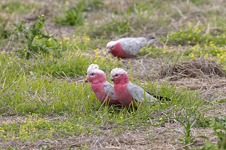 Galahs 田地上为粮食而寻找食物的Galahs动物群饲料地面翅膀羽毛杂草粉色白色绿色灰色图片