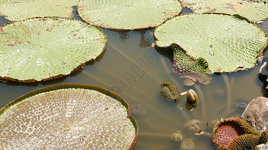 池塘里漂浮的睡莲 从上面的绿叶漂浮在宁静的水中 佛教宗教在晴天的象征 巨大的莲花垫在平静的池塘里漂浮在浑水的表面上图片