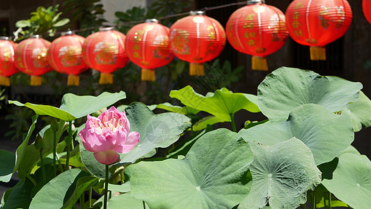 在阳光明媚的日子里 在东方国家多汁的绿色植物之间 寺庙院子里挂着红纸灯笼 中国传统新年装饰 绿色叶子的粉红色莲花作为佛教的象征文图片