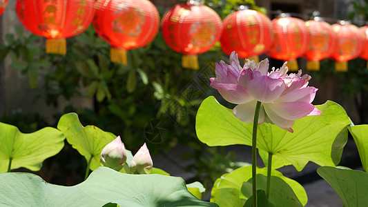 在阳光明媚的日子里 在东方国家多汁的绿色植物之间 寺庙院子里挂着红纸灯笼 中国传统新年装饰 绿色叶子的粉红色莲花作为佛教的象征晴图片