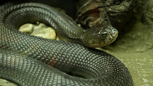 雄伟的毒蛇 皮肤黝黑 玻璃容器笼中岩石上黑色皮肤的美丽单眼眼镜王蛇图片