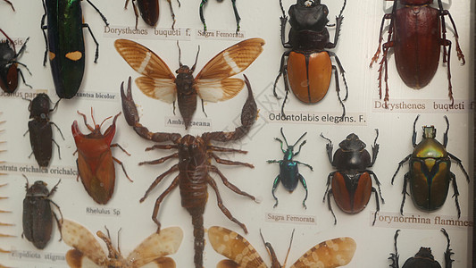 将异国甲虫昆虫寄托在画布上 并附有物种名称的画布上; 对外来甲虫进行生物学收集背景图片