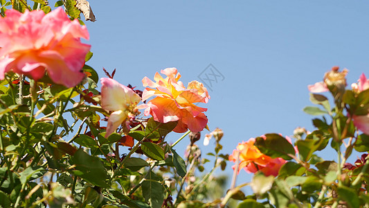 英国玫瑰园 玫瑰园花卉背景 嫩花盛开 蜜蜂采集花粉 念珠花坛特写镜头 开花的灌木丛 有选择地聚焦昆虫和娇嫩的花瓣压痛婚礼香气栽培图片