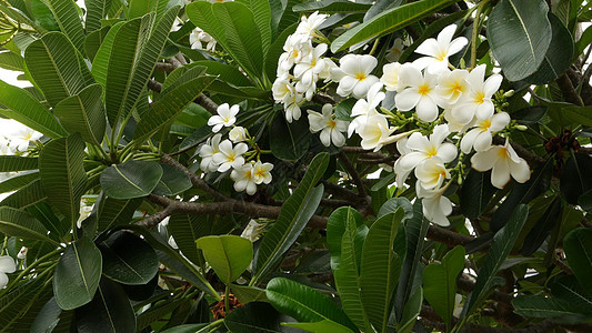 许多外来白色花朵 在绿树上布满了白色热带鲜花的弗朗吉帕尼普卢梅里李拉瓦迪树叶环境生态绿色植物鸡蛋花生长植物季节花瓣香气图片