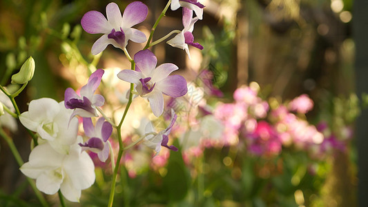 美丽的淡紫色和洋红色兰花生长在绿色公园模糊的背景上 在阳光明媚的阳光下 在春天的花园里特写宏观热带花瓣 具有复制空间的异国情调精图片