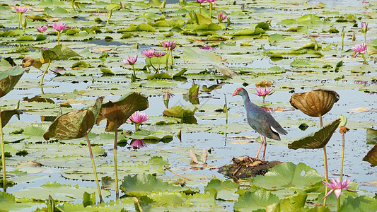 湖上有睡莲的西部沼泽地 阴沉的水中映着鸟儿的粉红色莲花 野外的候鸟 异国情调的热带池塘 环境保护 濒危物种动物群风景植物群动物树图片