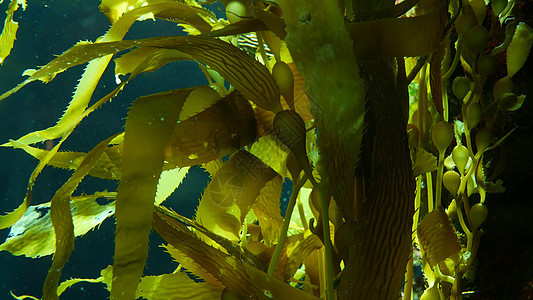 光线穿过巨型海带森林 大囊藻 pyrifera 潜水 水族馆和海洋概念 水下特写摇曳的海藻叶 阳光穿透生机勃勃的异域海洋植物波浪图片