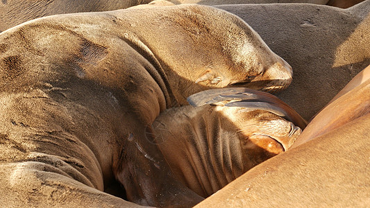 拉霍亚岩石上的海狮 野生海豹在太平洋附近的石头上休息 有趣的懒惰野生动物睡觉 美国加利福尼亚州圣地亚哥自然栖息地的受保护海洋哺乳图片