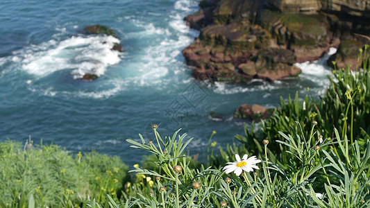 简单的白色牛眼菊在绿草中 飞溅在太平洋的波浪上 悬崖峭壁上的野花 美国加利福尼亚州圣地亚哥拉荷亚湾水边盛开的嫩玛格丽特全景行星海图片