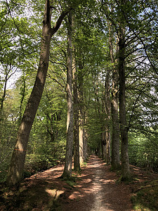 纳图尔松尼埃塔普森林森林背景图片