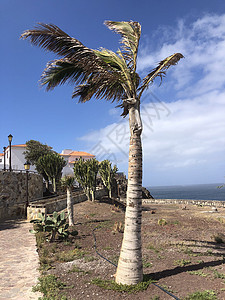 阿盖特风中棕榈树图片