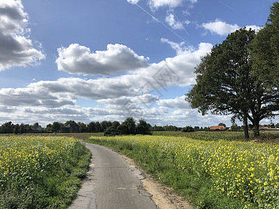 穿过黄色花田的路径i背景