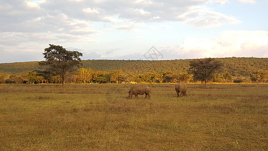 水山公园中的两只犀牛野生动物动物图片