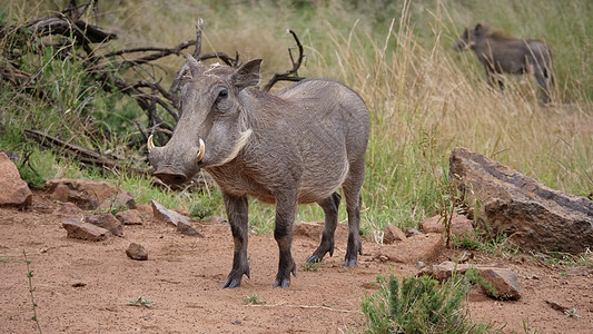 皮拉内斯贝格国家公园的渡猪衬套野生动物动物疣猪图片