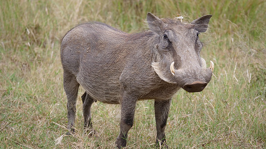 皮拉内斯贝格国家公园的渡猪衬套野生动物动物图片