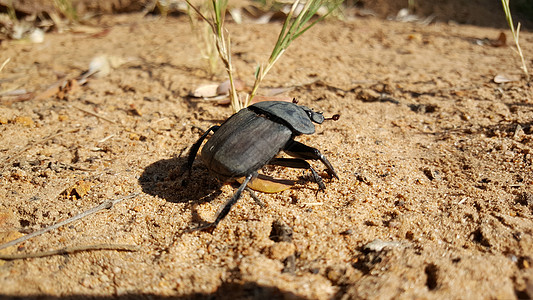 叮当甲虫动物甲虫自然保护区图片