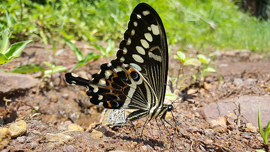 离黑岩城的蝴蝶很近岩石动物昆虫图片