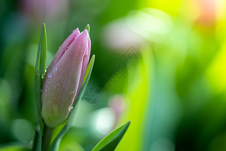 美丽的郁金香花束 色彩多彩的郁金香 自然背景场地公园太阳植物群季节阳光花瓣花园晴天蓝色图片