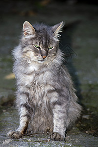 灰色条纹猫 在自然界 完全发育的坐着 从前面看晶须食肉头发虎斑宠物冒充工作室毛皮生物短发图片