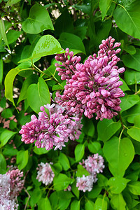 春天在公园里有一枝木菜花绿色季节香味紫色衬套叶子植物园艺粉色花园图片