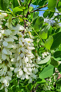 令人难以置信的坚硬树 耐旱  黑蝗灾季节假相思生态药品花序白色花园叶子植物植物群图片