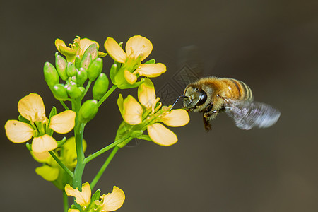 蜜蜂或蜜蜂在花上的形象收集花蜜 花粉上的金蜜蜂与文本的空间模糊背景 昆虫 动物叶子荒野工人农业植物季节花园蜂蜜宏观场地图片