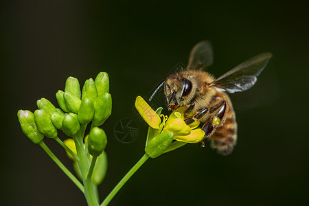 蜜蜂或蜜蜂在花上的形象收集花蜜 花粉上的金蜜蜂与文本的空间模糊背景 昆虫 动物花园野生动物植物工人宏观季节翅膀漏洞蜂蜜农业图片