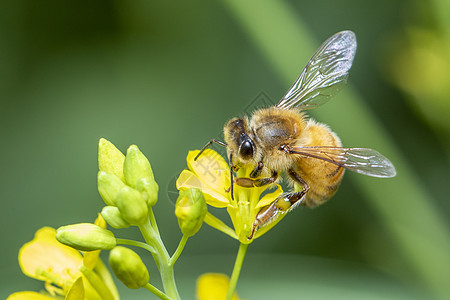 蜜蜂或蜜蜂在花上的形象收集花蜜 花粉上的金蜜蜂与文本的空间模糊背景 昆虫 动物季节漏洞宏观天线农业叶子翅膀蜂蜜花园荒野图片