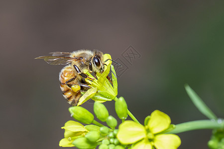 蜜蜂或蜜蜂在花上的形象收集花蜜 花粉上的金蜜蜂与文本的空间模糊背景 昆虫 动物蜂蜜传粉者季节植物花园场地翅膀荒野叶子天线图片