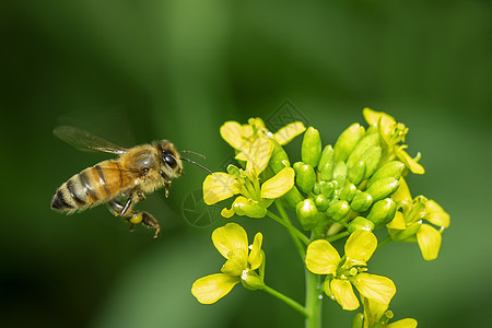蜜蜂或蜜蜂在花上的形象收集花蜜 花粉上的金蜜蜂与文本的空间模糊背景 昆虫 动物叶子传粉者场地天线翅膀季节工人宏观蜂蜜植物图片
