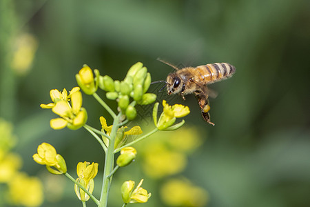 蜜蜂或蜜蜂在花上的形象收集花蜜 花粉上的金蜜蜂与文本的空间模糊背景 昆虫 动物植物漏洞叶子天线宏观蜂蜜工人传粉者花园农业图片