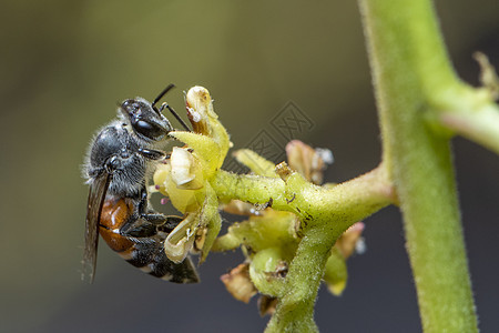 黄色花朵上的小蜜蜂或侏儒蜜蜂Florea的图像在自然背景中收集花蜜 昆虫 动物翅膀叶子野生动物荒野蜂蜜环境花粉宏观草地植物图片