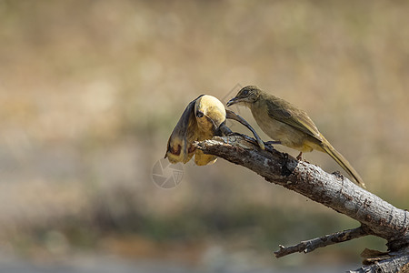 鸟在自然背景下食用香蕉的图像 动物 鸟类图片