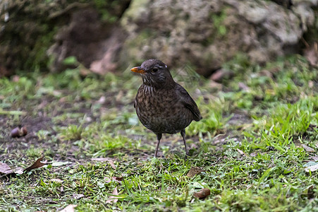 黑鸟 在草地上用橙嘴图片