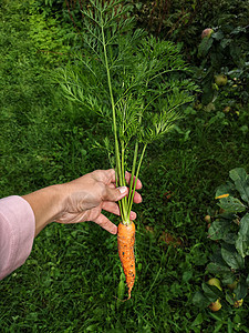 近距离观察偏远城市农民收获有机胡萝卜的画面绿色营养植物收成生态农业维生素园艺地面生长图片