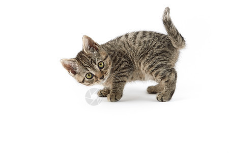 小小塔比欧洲短毛小猫摄影水平食肉条纹宠物家畜家猫动物纯种猫图片