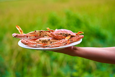 一群新鲜煮熟的蓝螃蟹 在白色盘子上的绿色野地背景图片
