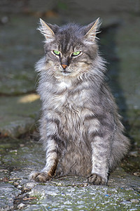 灰色条纹猫 在自然界 完全发育的坐着 从前面看眼睛猫咪动物胡须虎斑哺乳动物食肉毛皮小猫生物图片