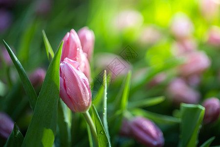 美丽的郁金香花束 色彩多彩的郁金香 自然背景花园阳光场地野花草地花瓣射线太阳叶子季节图片