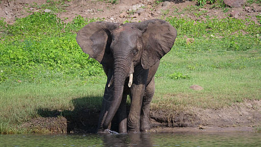 湖中大象饮用水蓝色树干动物晴天反射野生动物荒野绿色天空乡村图片