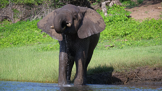 湖中大象饮用水野生动物反射动物蓝色晴天绿色乡村树干天空荒野图片